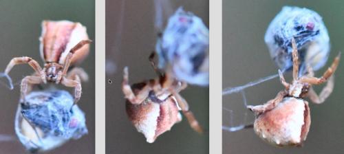Réf. 269 234 : Hyptiotes (flavidus-paradoxus)